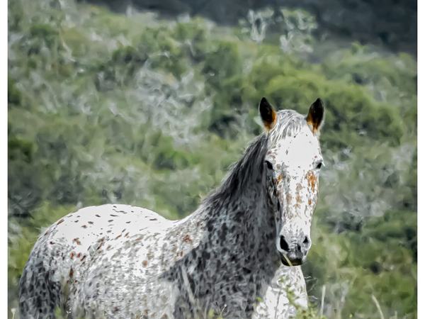 Nuestros caballos · Estancia Guayascate