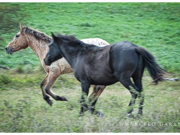 Caballos en el campo · Estancia Guayascate